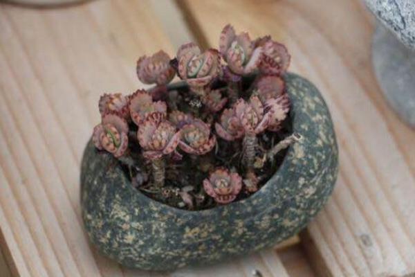 多肉植物不死鸟繁殖方法(扦插) 多肉植物不死鸟的养殖技术