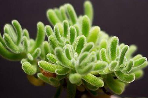 枝干番杏怎么养  枝干番杏多肉养殖方法与注意事项