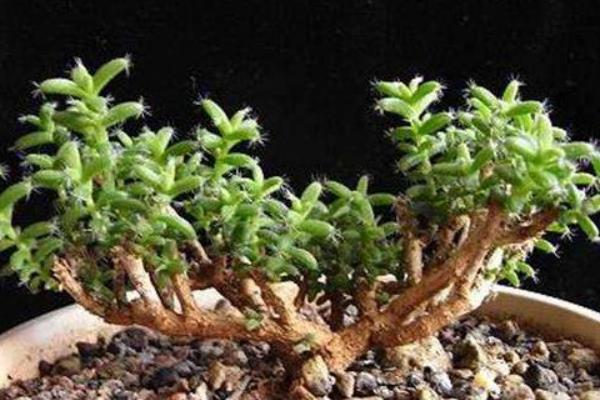 姬红小松图片大全(含老桩) 姬红小松多肉特点与简介