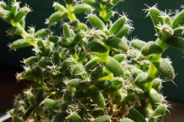 姬红小松图片大全(含老桩) 姬红小松多肉特点与简介