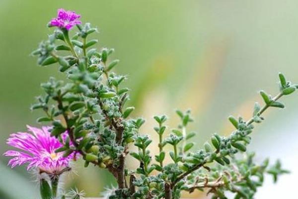 姬红小松图片大全(含老桩) 姬红小松多肉特点与简介