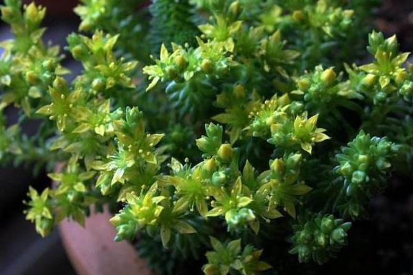 姬红小松图片大全(含老桩) 姬红小松多肉特点与简介