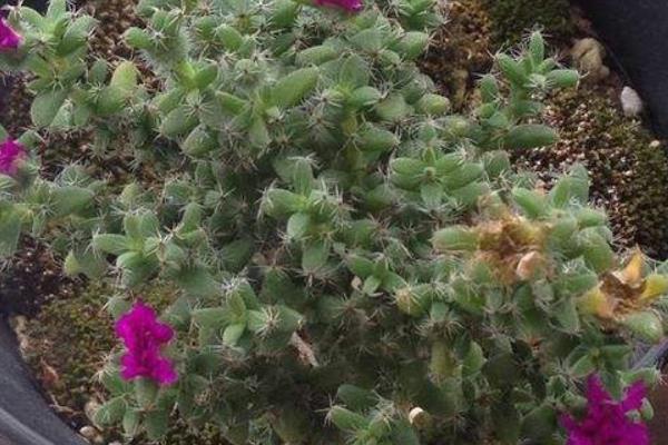 姬红小松图片大全(含老桩) 姬红小松多肉特点与简介