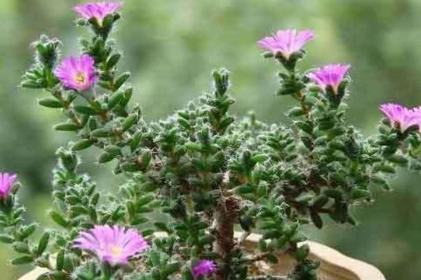 姬红小松图片大全(含老桩) 姬红小松多肉特点与简介