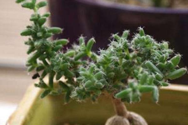 姬红小松图片大全(含老桩) 姬红小松多肉特点与简介