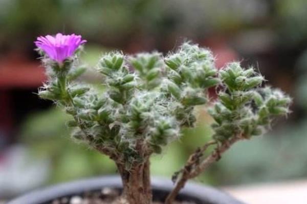 姬红小松图片大全(含老桩) 姬红小松多肉特点与简介