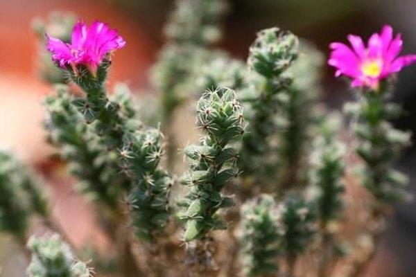 姬红小松图片大全(含老桩) 姬红小松多肉特点与简介