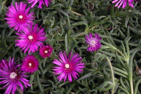 松叶菊不开花怎么办 松叶菊繁殖方法(扦插)