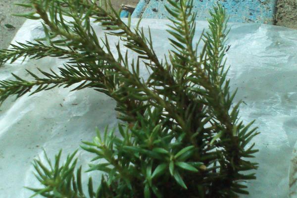 松叶菊不开花怎么办 松叶菊繁殖方法(扦插)