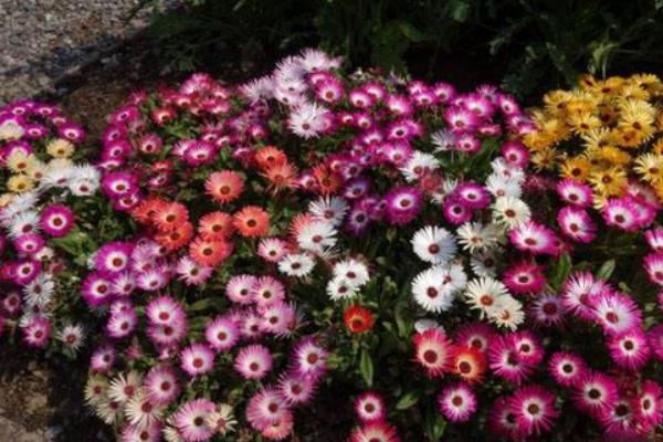 松叶菊不开花怎么办 松叶菊繁殖方法(扦插)