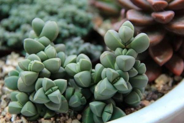 鹿角海棠图片大全（开花、老桩）  鹿角海棠的养殖方法