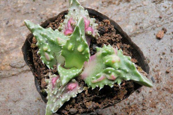 荒波多肉怎么养 多肉植物荒波养殖方法与注意事项