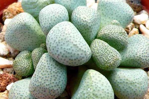 唐扇多肉图片大全(含老桩、开花) 多肉植物唐扇特点与简介