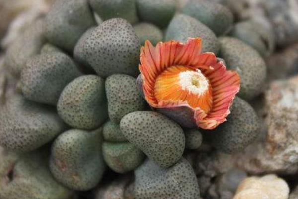 唐扇多肉图片大全(含老桩、开花) 多肉植物唐扇特点与简介