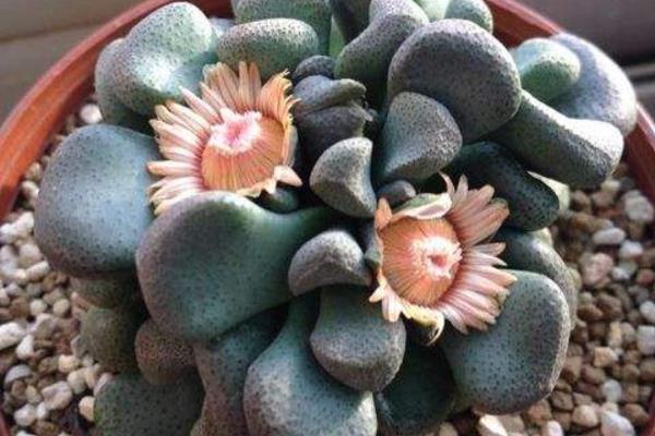 唐扇多肉图片大全(含老桩、开花) 多肉植物唐扇特点与简介