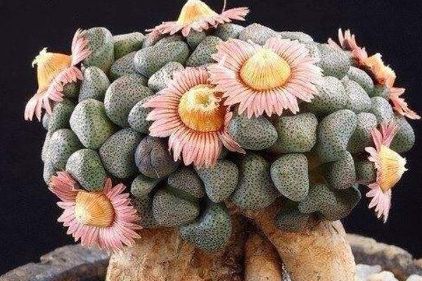 唐扇多肉图片大全(含老桩、开花) 多肉植物唐扇特点与简介