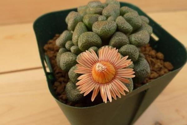 唐扇多肉图片大全(含老桩、开花) 多肉植物唐扇特点与简介