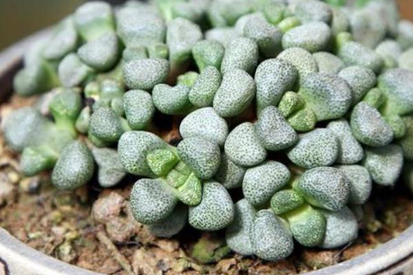 唐扇多肉图片大全(含老桩、开花) 多肉植物唐扇特点与简介