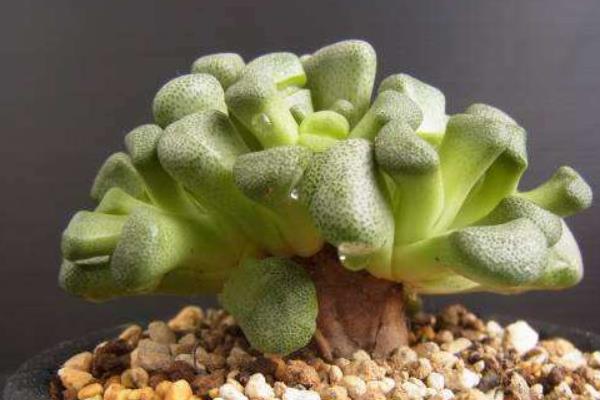 唐扇多肉图片大全(含老桩、开花) 多肉植物唐扇特点与简介