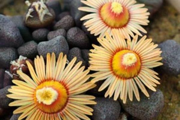 唐扇多肉图片大全(含老桩、开花) 多肉植物唐扇特点与简介