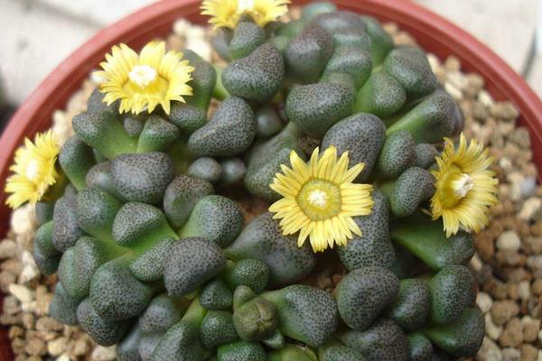 唐扇多肉图片大全(含老桩、开花) 多肉植物唐扇特点与简介