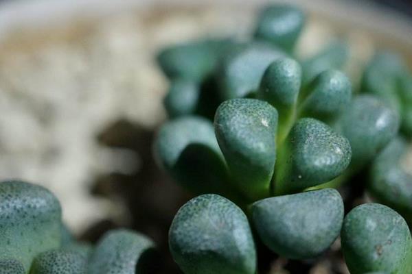 唐扇多肉图片大全(含老桩、开花) 多肉植物唐扇特点与简介