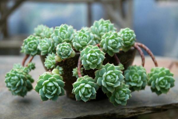 白牡丹多肉图片大全(老桩) 多肉植物白牡丹特点与简介