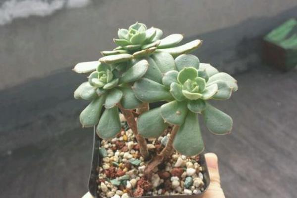 白牡丹多肉图片大全(老桩) 多肉植物白牡丹特点与简介