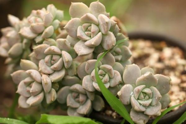 白牡丹多肉图片大全(老桩) 多肉植物白牡丹特点与简介