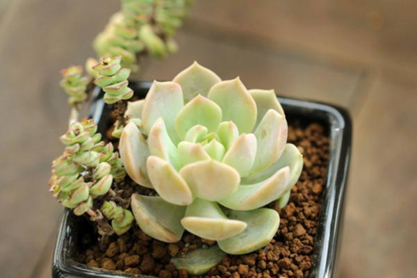 白牡丹多肉图片大全(老桩) 多肉植物白牡丹特点与简介