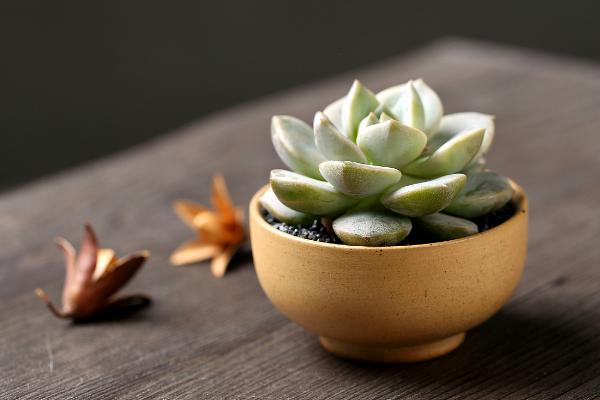 白牡丹多肉图片大全(老桩) 多肉植物白牡丹特点与简介