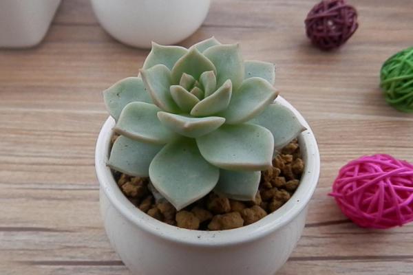 白牡丹多肉图片大全(老桩) 多肉植物白牡丹特点与简介