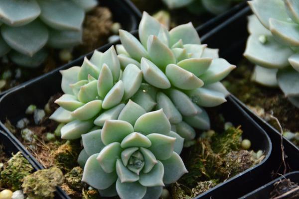 白牡丹多肉图片大全(老桩) 多肉植物白牡丹特点与简介