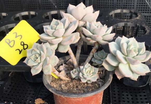 白牡丹多肉图片大全(老桩) 多肉植物白牡丹特点与简介