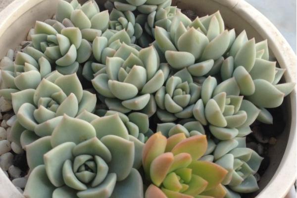 白牡丹多肉图片大全(老桩) 多肉植物白牡丹特点与简介