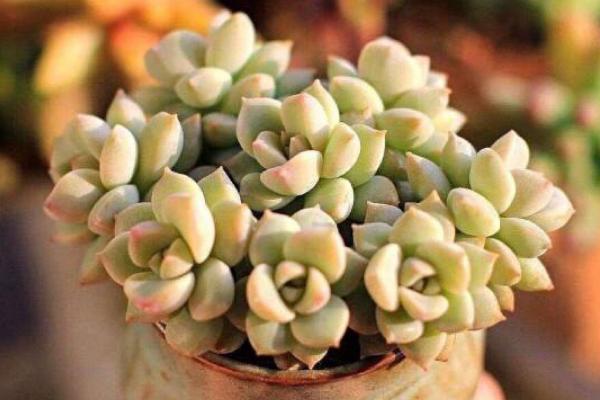 白牡丹多肉图片大全(老桩) 多肉植物白牡丹特点与简介