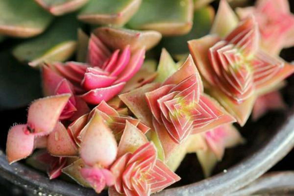 茜之塔多肉好养吗 茜之塔繁殖方法