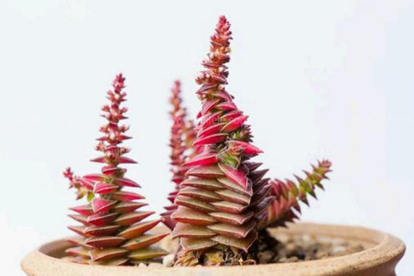 茜之塔多肉好养吗 茜之塔繁殖方法