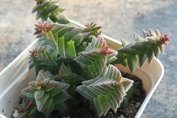 茜之塔多肉好养吗 茜之塔繁殖方法