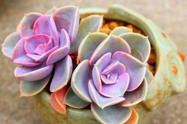 紫珍珠多肉怎么养快速爆盆 紫珍珠多肉养殖方法与注意事项