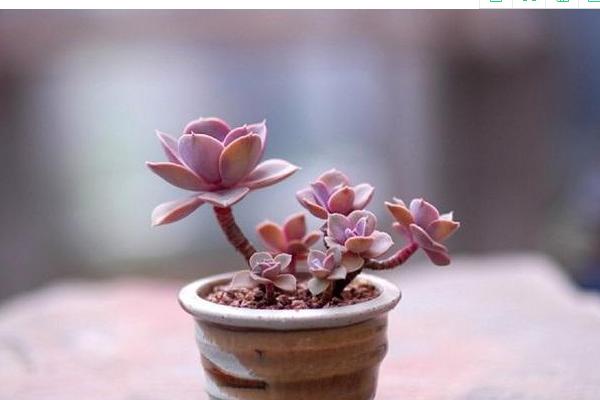 紫珍珠多肉怎么养快速爆盆 紫珍珠多肉养殖方法与注意事项