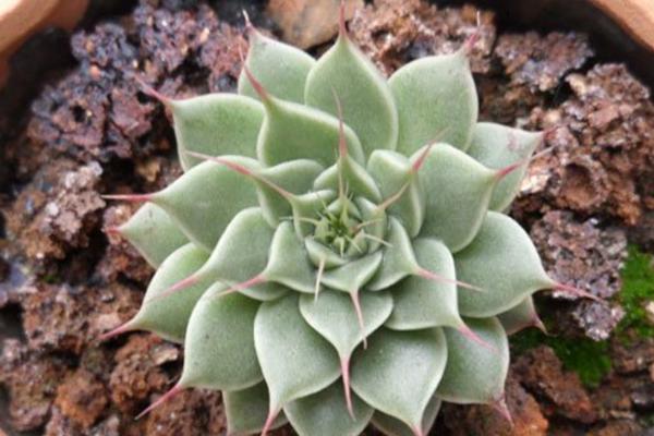 银星多肉图片大全(老桩) 银星多肉特点与简介