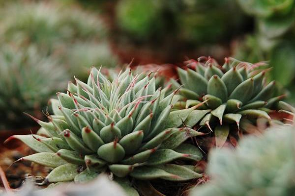 银星多肉图片大全(老桩) 银星多肉特点与简介