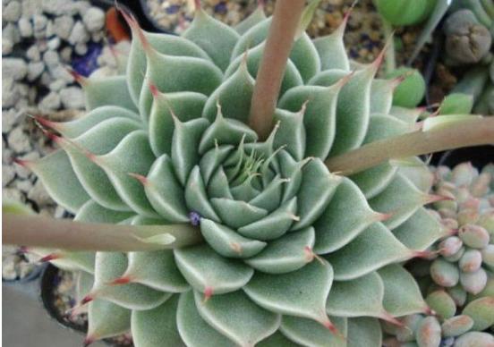 银星多肉图片大全(老桩) 银星多肉特点与简介