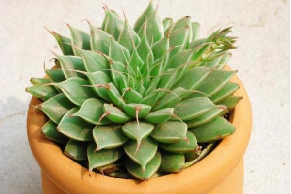 银星多肉图片大全(老桩) 银星多肉特点与简介