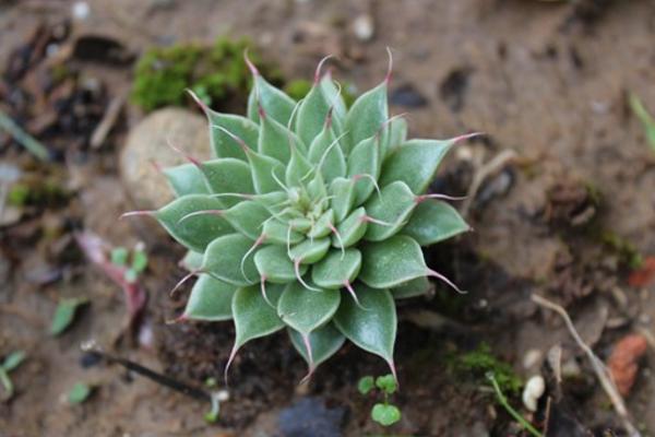 银星多肉图片大全(老桩) 银星多肉特点与简介