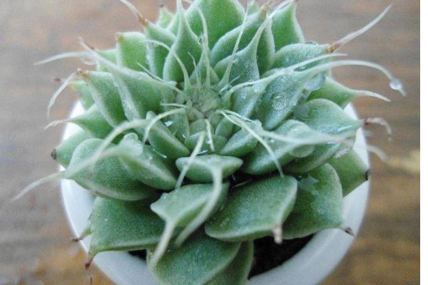 银星多肉图片大全(老桩) 银星多肉特点与简介