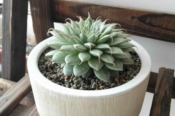 银星多肉图片大全(老桩) 银星多肉特点与简介