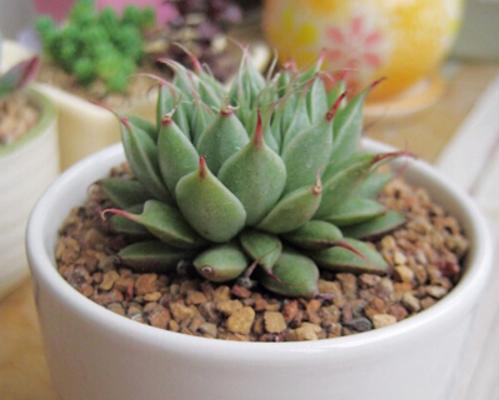 银星多肉图片大全(老桩) 银星多肉特点与简介