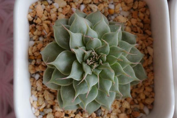 银星多肉图片大全(老桩) 银星多肉特点与简介